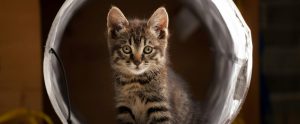brown tabby kitten in play tunnel staring at camera