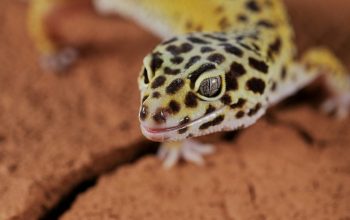 close-up of leopard gecko