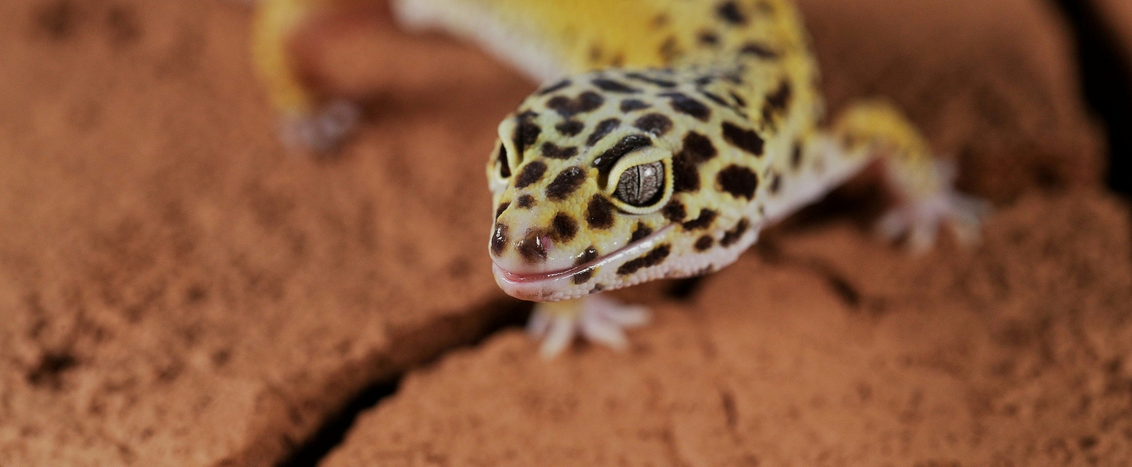 close-up of leopard gecko