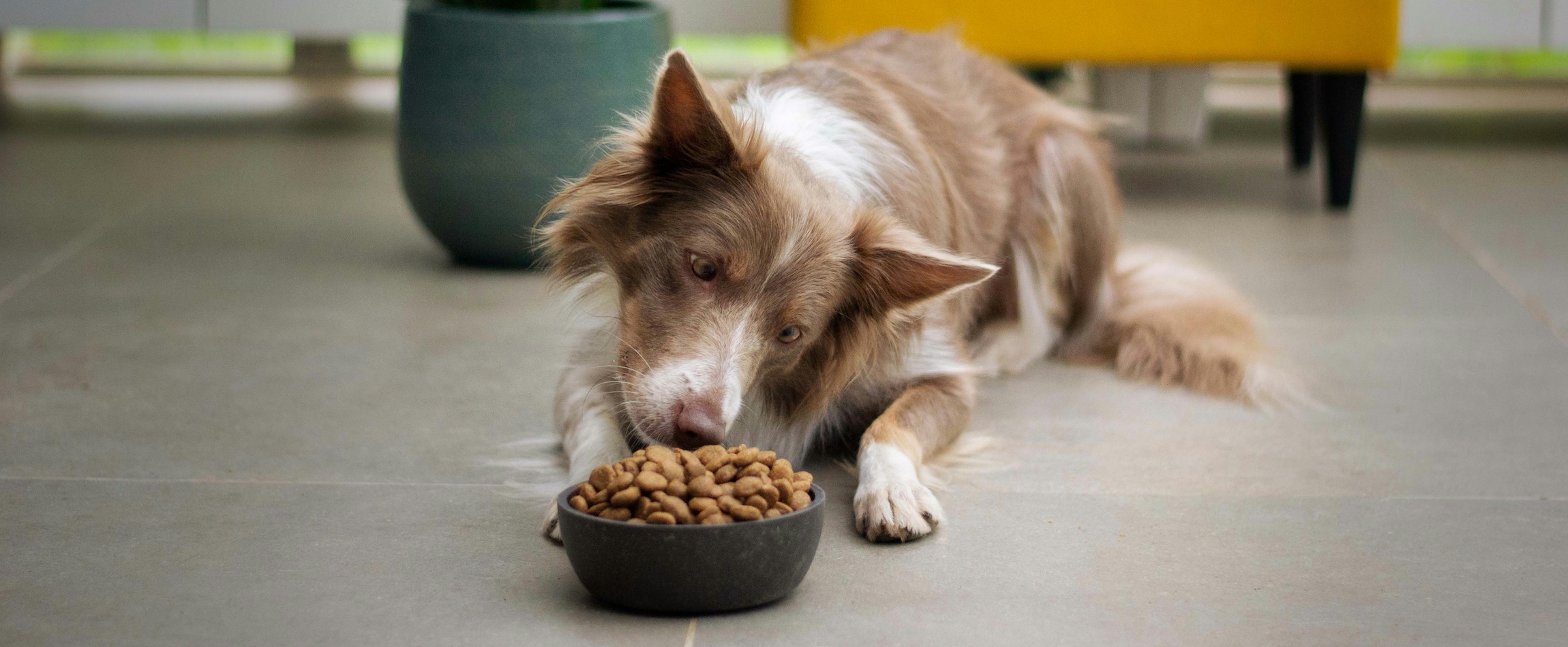 dog looking at food