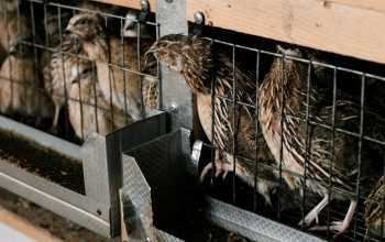 farmed coturnix quails in crowded cage