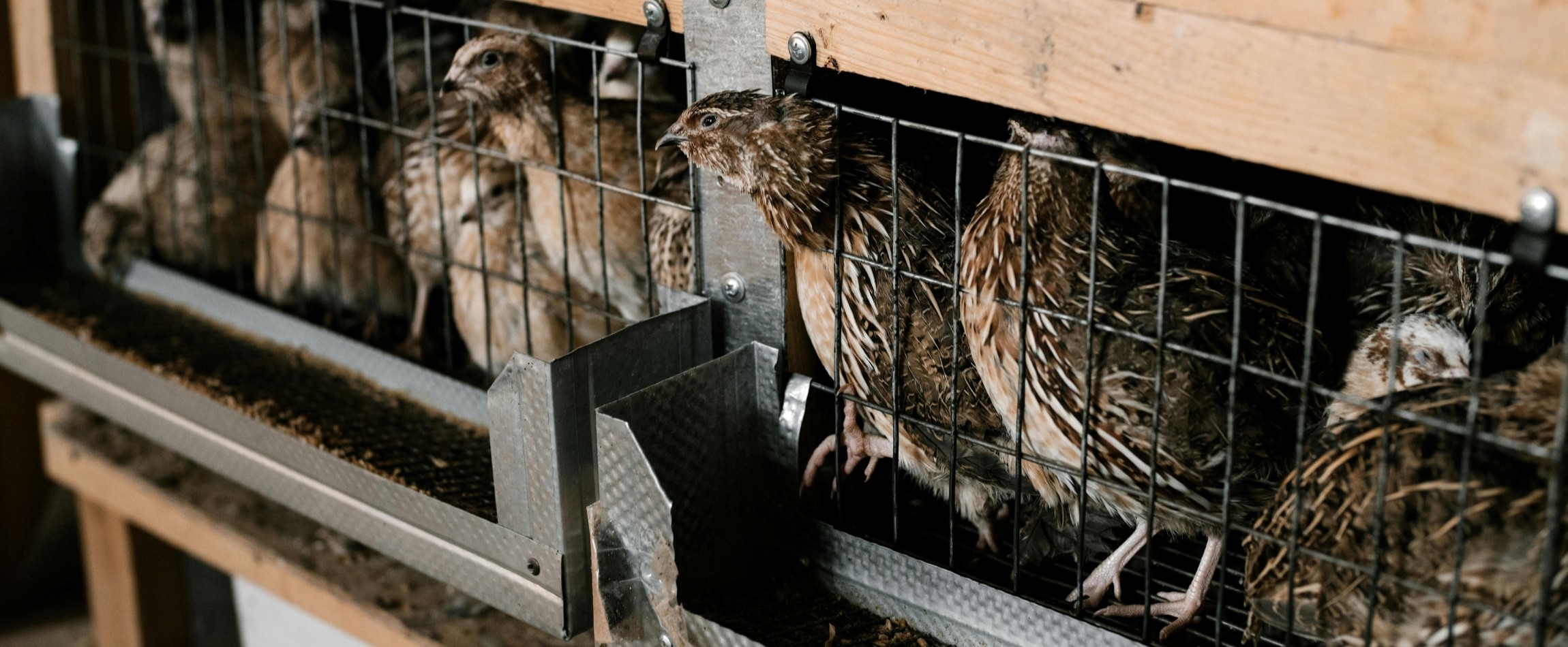 farmed coturnix quails in crowded cage
