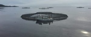 fish farms in Macquarie Harbour Tasmania Australia