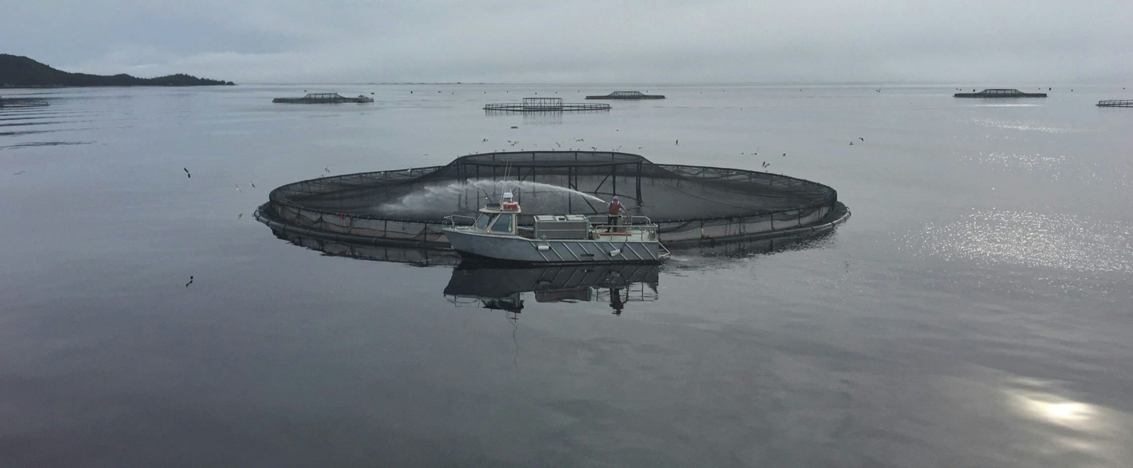 fish farms in Macquarie Harbour Tasmania Australia
