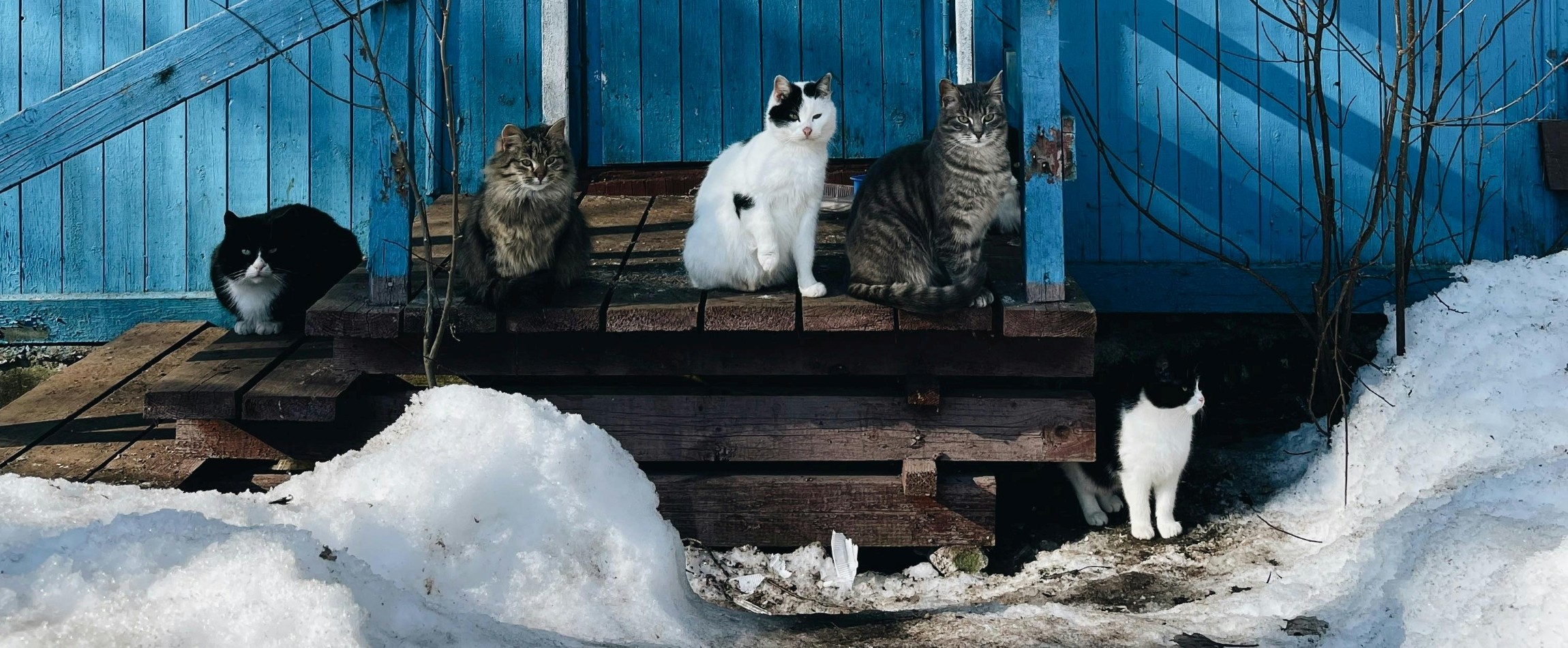 five cats outdoors on wooden porch in snow