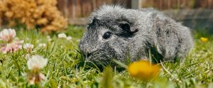 grey guinea pig outdoors on grass