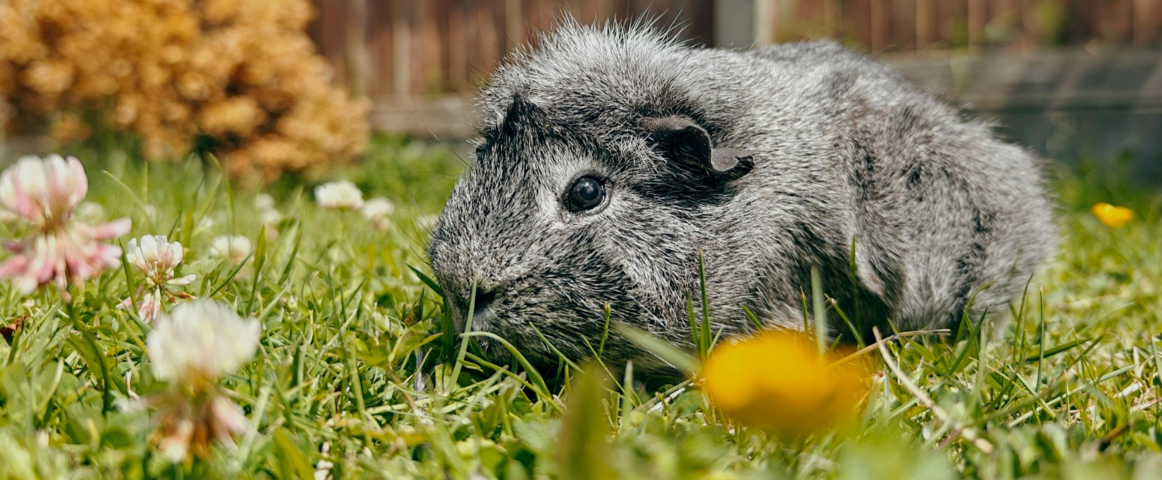 grey guinea pig outdoors on grass