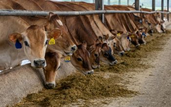 line-up of brown dairy cows eating along feeding aisle