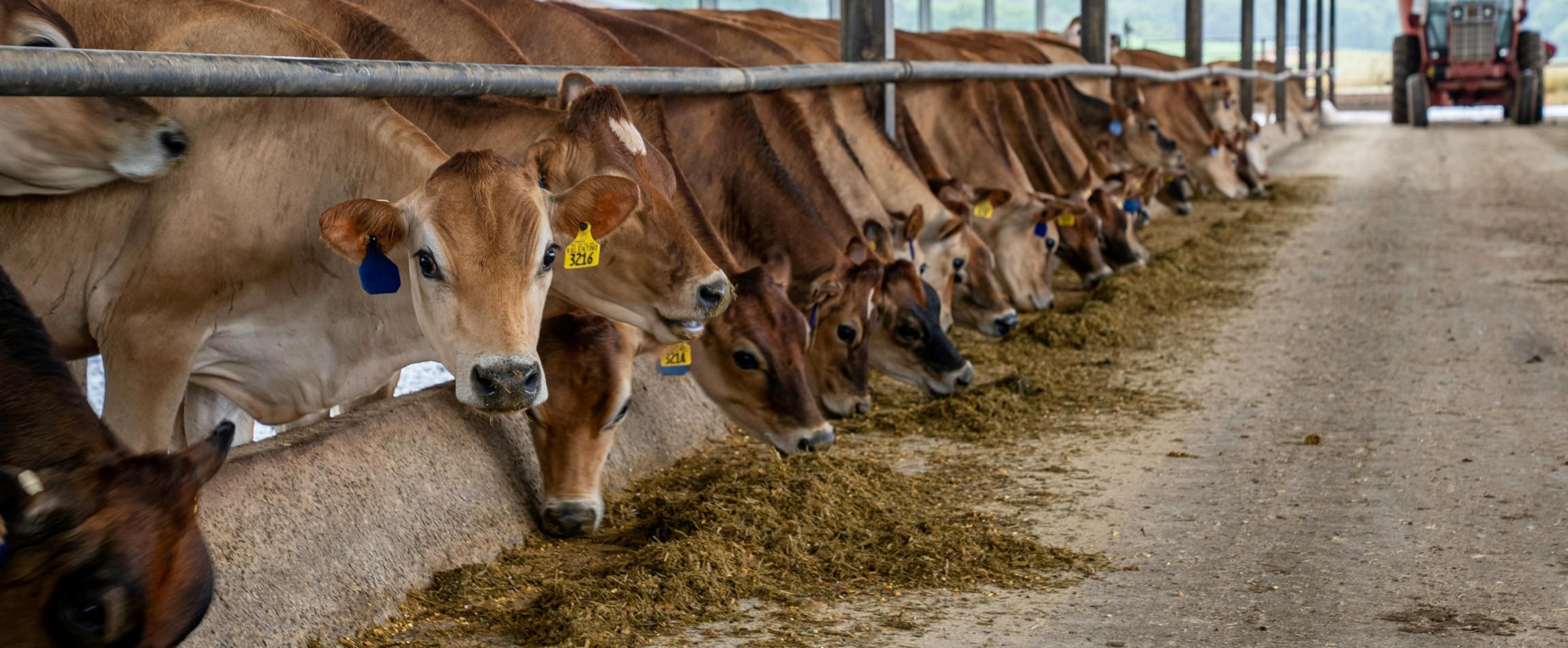 line-up of brown dairy cows eating along feeding aisle