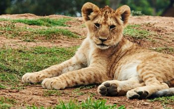 lion cub lying on ground staring at camera