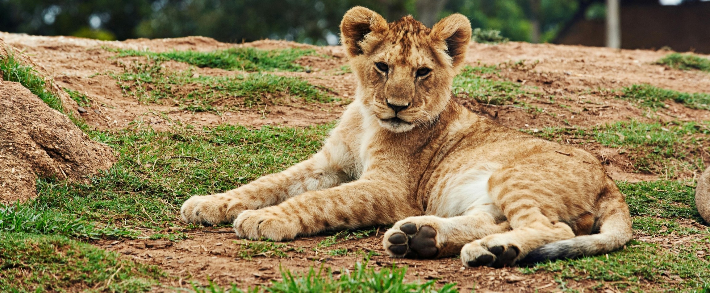 lion cub lying on ground staring at camera