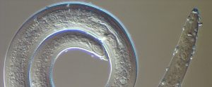 microscopic view of nematode