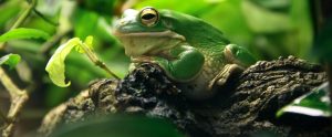 side view of green frog sitting on branch