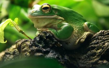 side view of green frog sitting on branch