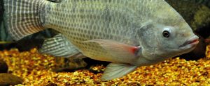 side view of Nile tilapia