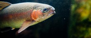 side view of rainbow trout