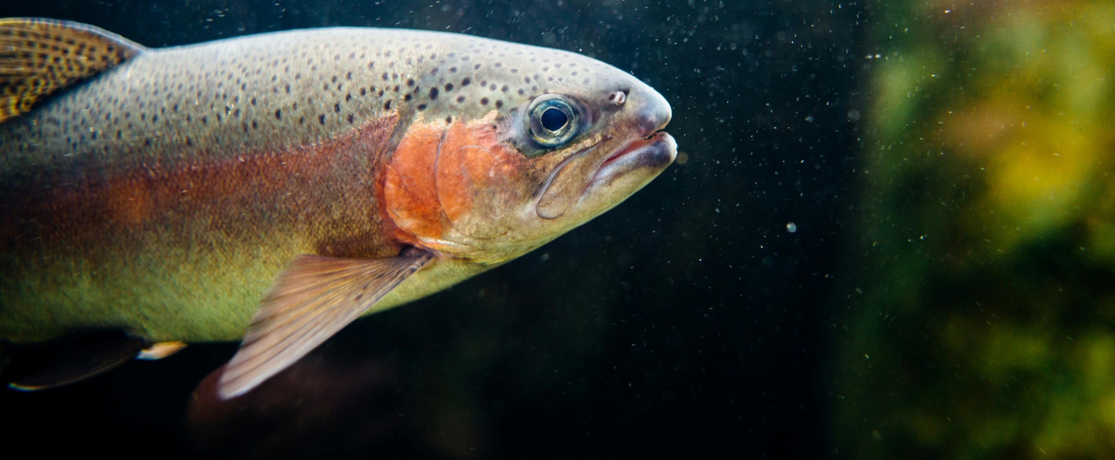 side view of rainbow trout