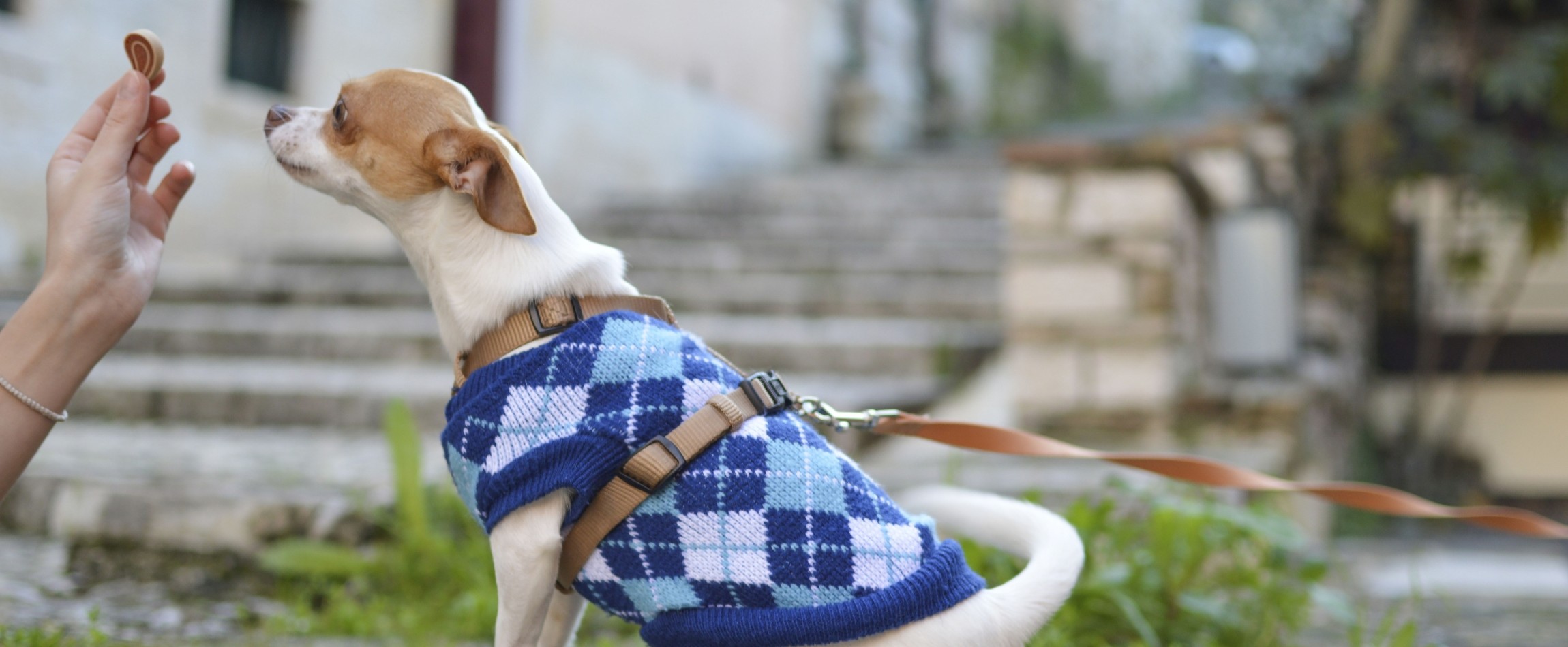 small brown-and-white dog wearing blue sweater expecting treat
