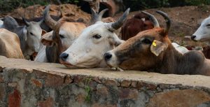 small cow farm india
