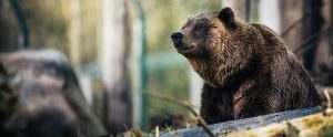 brown bear next to log in forest