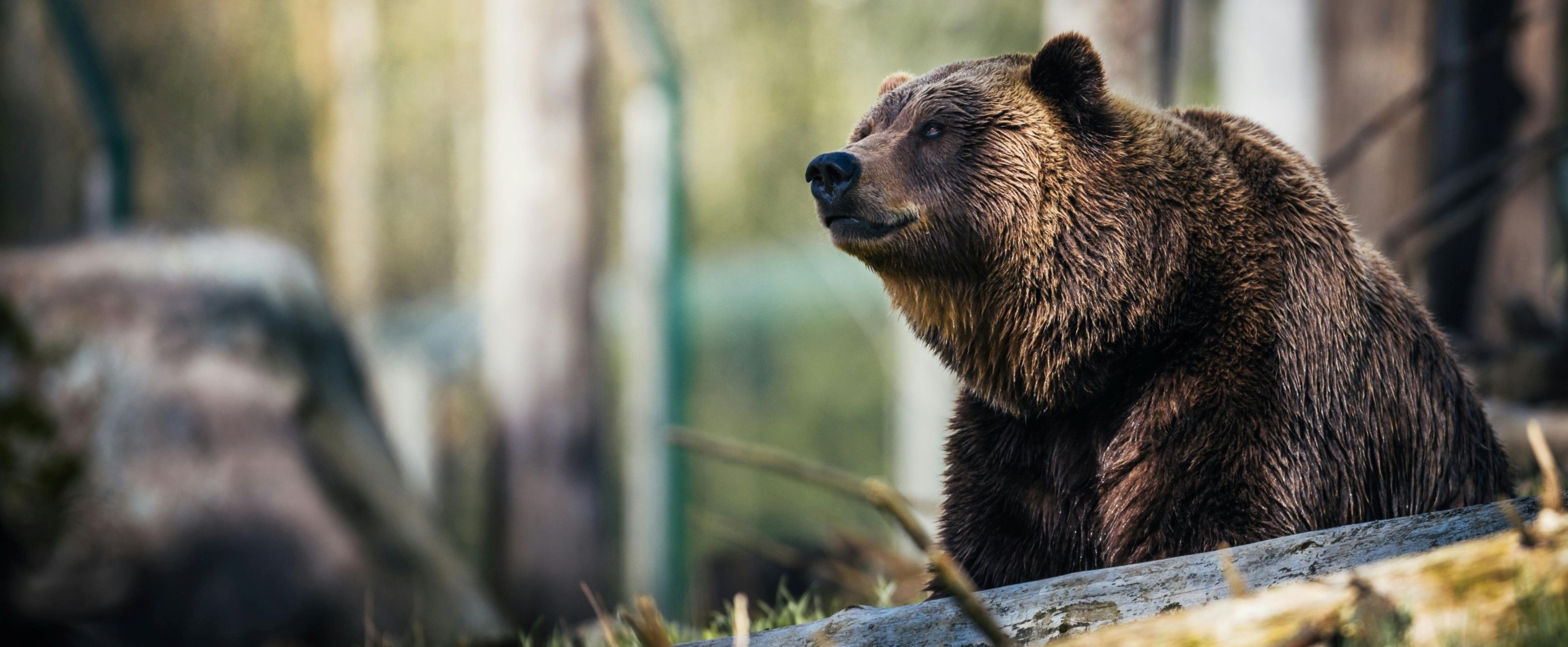 brown bear next to log in forest