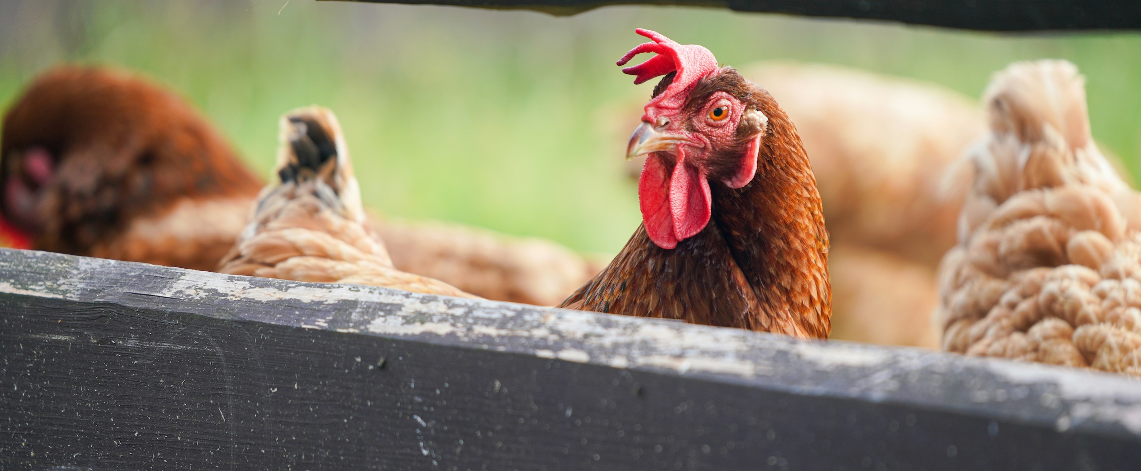 chicken behind a fence