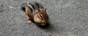 chipmunk on pavement eating