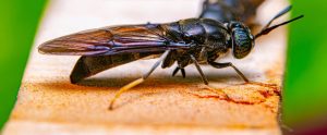 close-up of black soldier fly