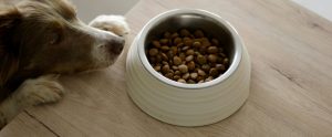 dog with paws on table staring at food bowl