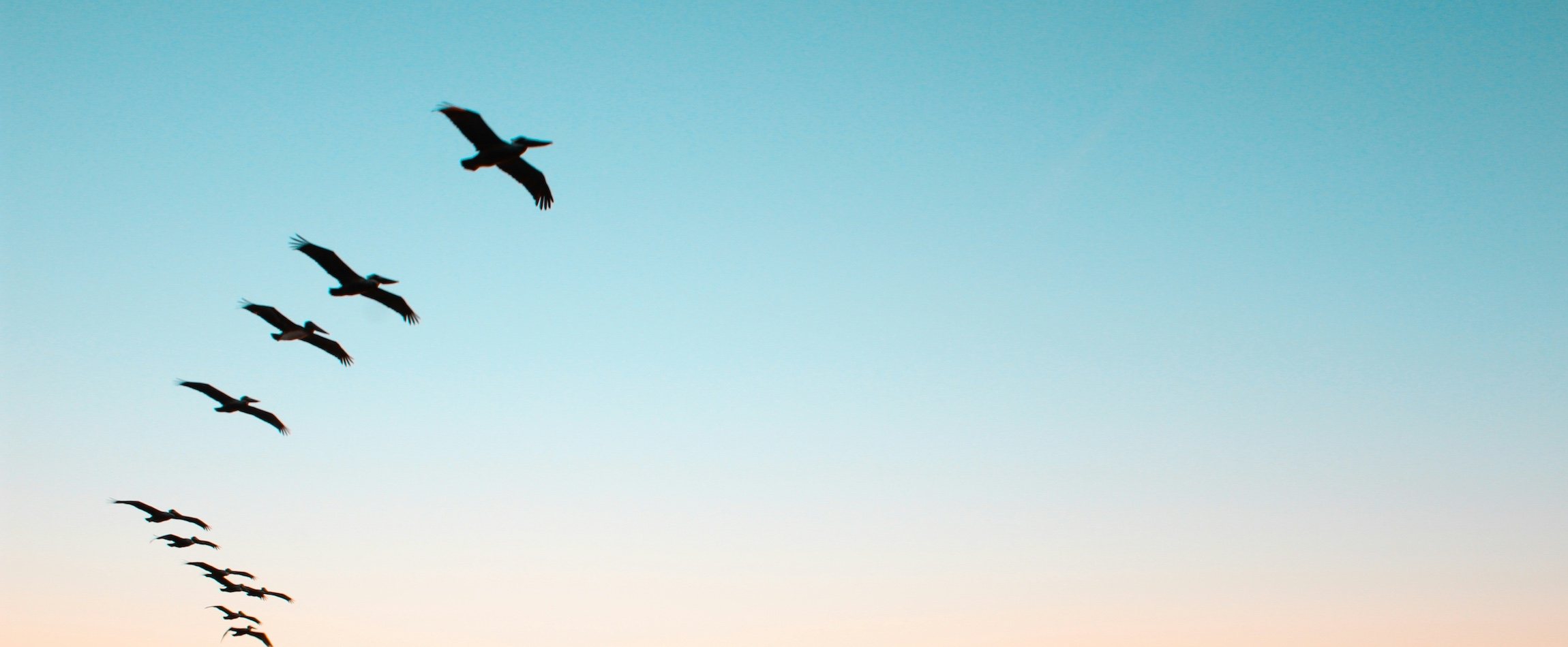 flying birds sunrise