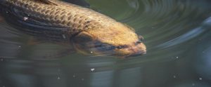 grass carp swimming just below surface of water