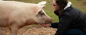person petting pig farm sanctuary