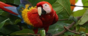 scarlet macaw on branch staring at camera