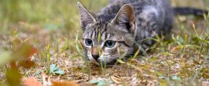 tabby cat outdoors crouched down about to pounce