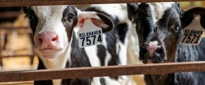 two black-and-white calves staring through metal gate