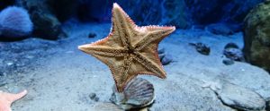 underside of sea star view through aquarium glass