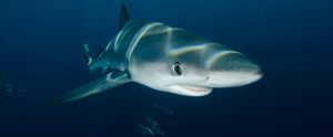 blue shark swimming towards camera
