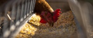 brown chicken poking head through feeder eating
