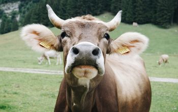 brown cow with horns in field staring straight at camera