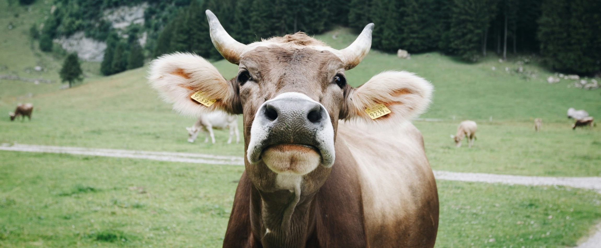 brown cow with horns in field staring straight at camera
