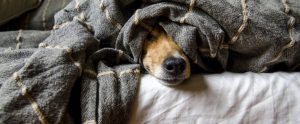 brown dog peeking out from under blanket