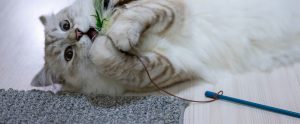 cat on back playing with feather wand toy