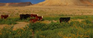 cows grazing outdoors Oklahoma City Oklahoma