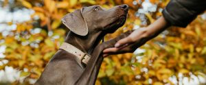 grey dog outdoors being asked to shake a paw