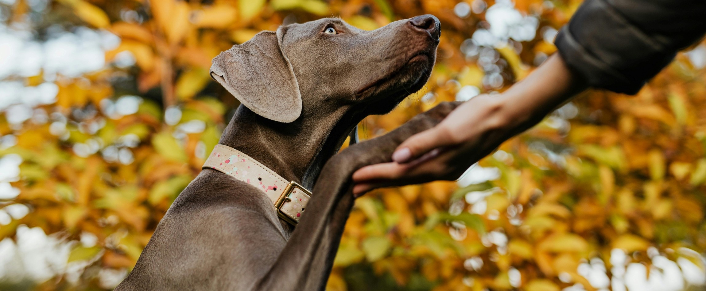 grey dog outdoors being asked to shake a paw