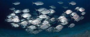 group of fishes
