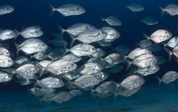 group of fishes