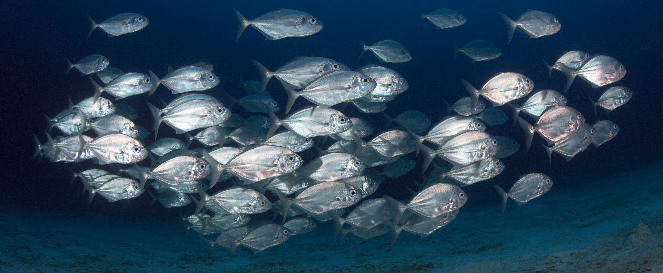 group of fishes