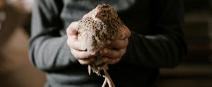 hands holding coturnix quail