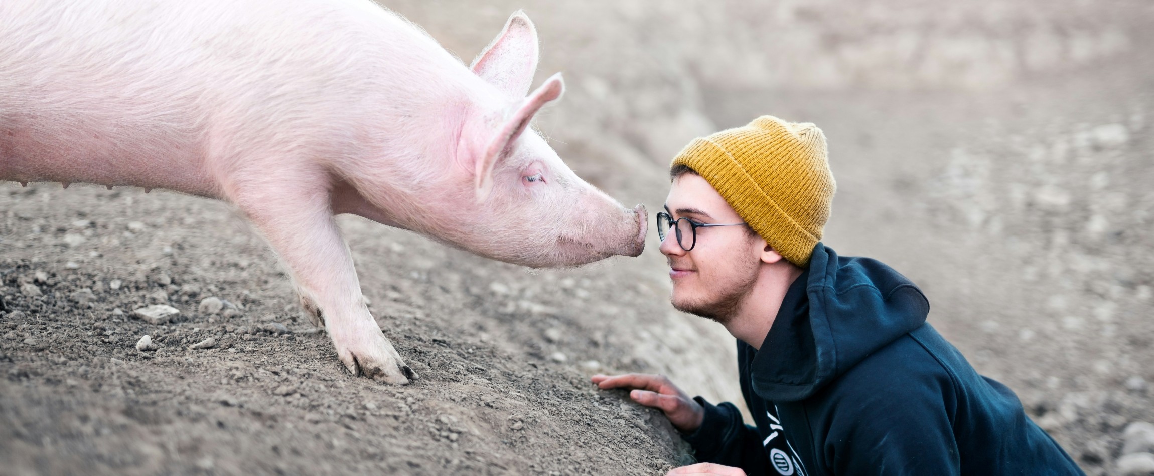 person nose-to-nose with curious pig outdoors